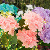 Load image into Gallery viewer, 2-Pack Solar Powered Hydrangea Pathway Light-0